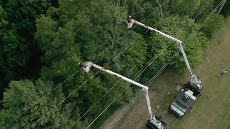 Best Tree Disease Treatment  in Hartford, WI